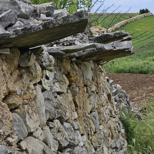 Azienda Agricola Biologica